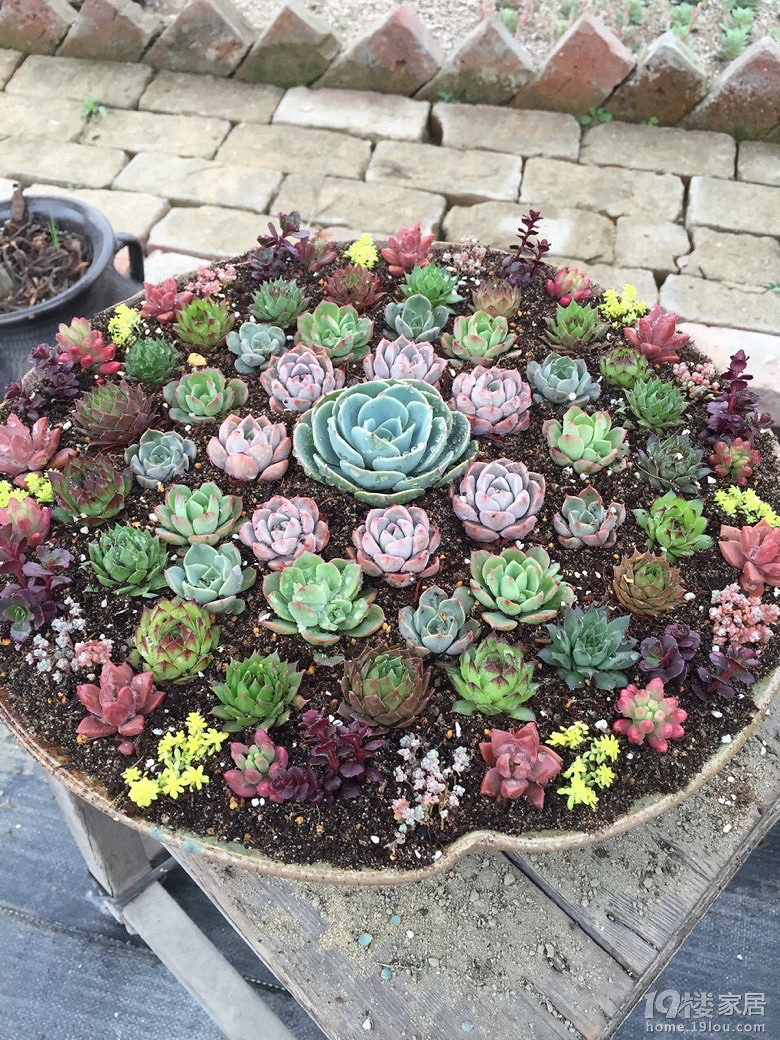 多肉拼盘