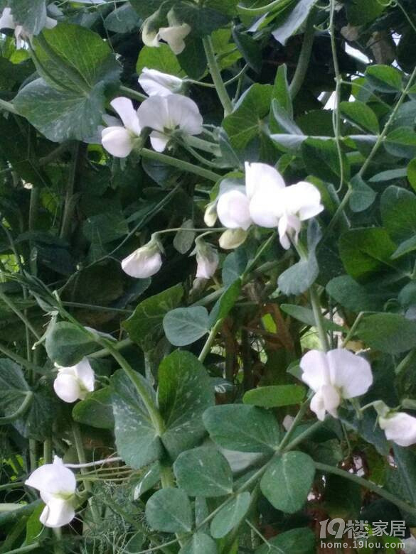 金豌豆即将开吃-装修大本营-19楼家居