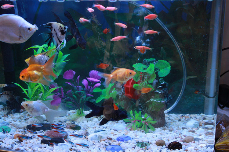 家里养什么鱼好 养鱼也有讲究