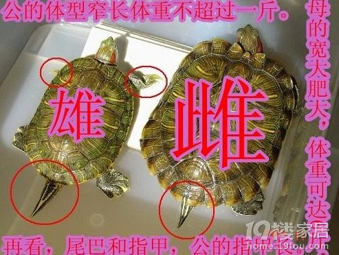巴西龟怎么分公母 龟龟公母你能分吗