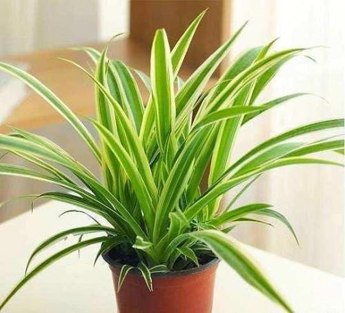 哪些植物吸甲醛 植物去甲醛更环保