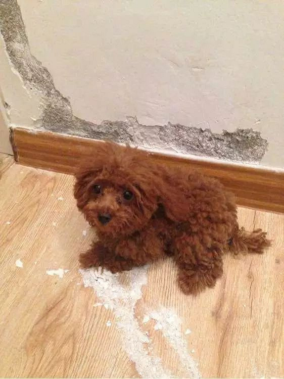 家中宠物异味轻松解决!大口大口呼吸so easy!