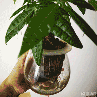 gif.gif