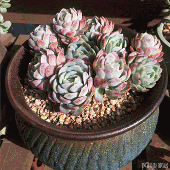 gif����.gif