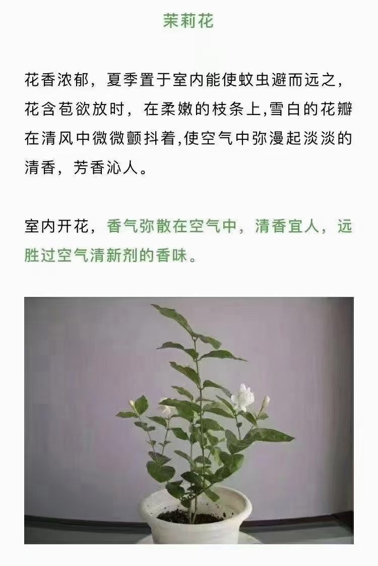 ���м�ȩ��ô������