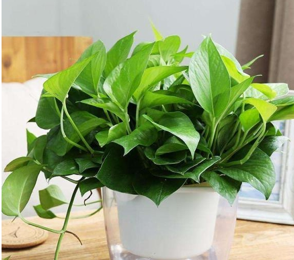 ����װ���䡿����Ҫ��houseҲ����ӵ�������Լ��Ķ���С��԰