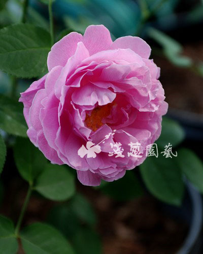 进口的月季开花中 有点小美啊