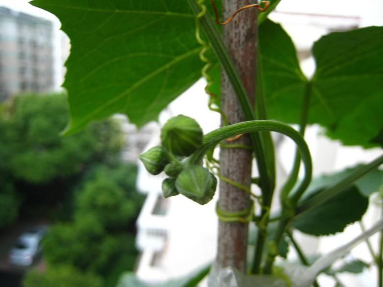 向日葵开了11朵花,又有最新.