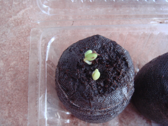 秋播种子过程,酢,葡萄风信子种球种植,碰碰香插扦,铜钱草分盆