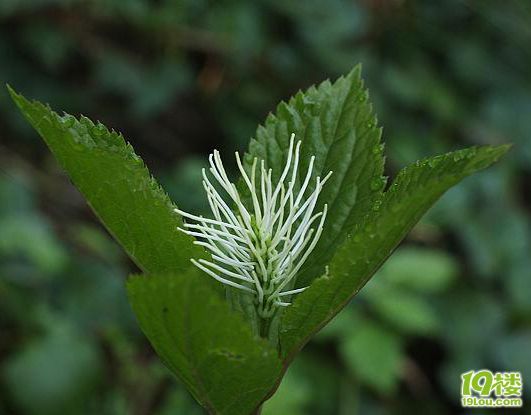 篇(时间,人员,地图看一楼更新)-第2页-花鸟鱼虫-装修大本营-19楼家居