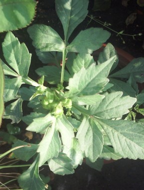 【生活派】叶子 8.22更新洋桔梗