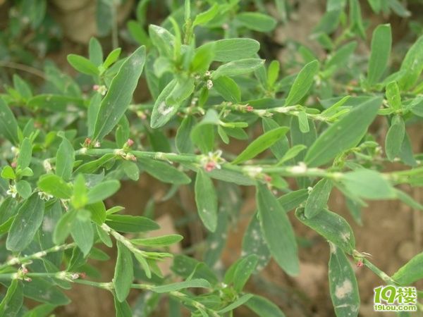 百草纲目啊!9月13海量更新.