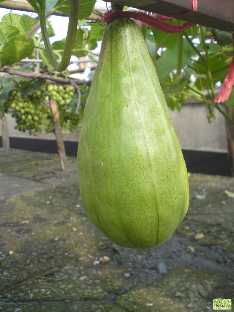 请教高人,这是什么瓜,该怎么吃?