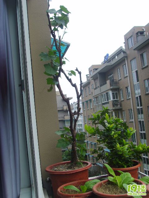 俺们家阳台花架上还种葡萄的也