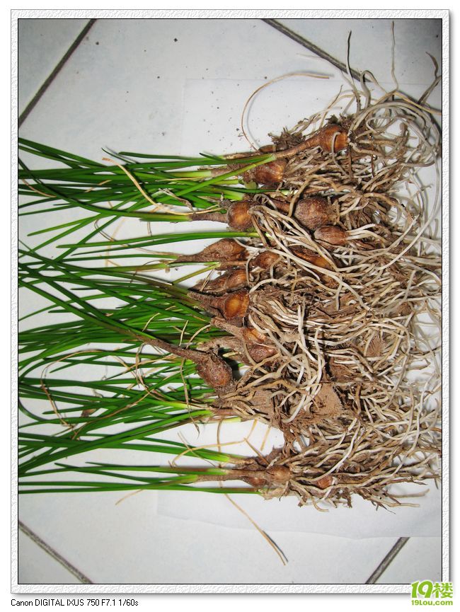 分出来的葱兰小球根