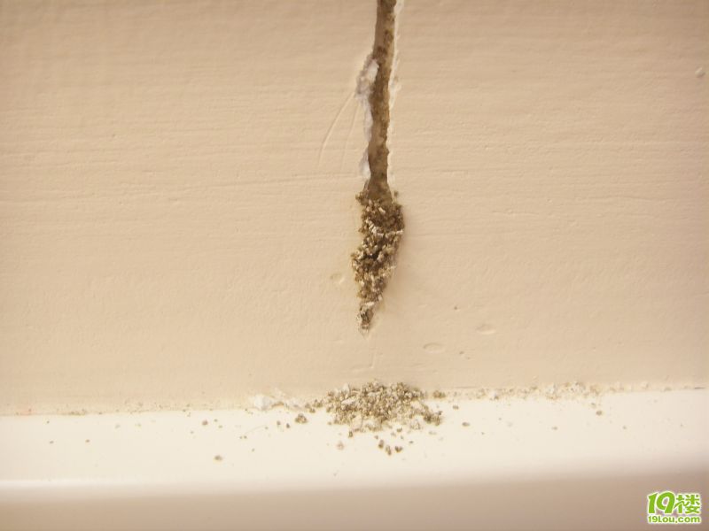 【钻墙壁的虫】惊现吃墙的虫子,太腻心的-----(有图有真相)