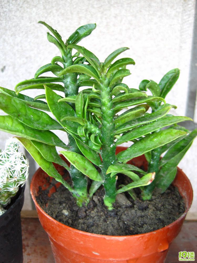 2011我的多肉盘点多图慎