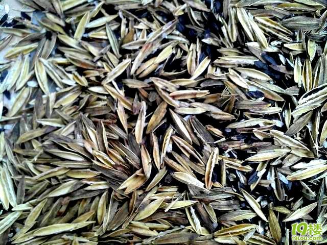 【分享调查贴】玉簪花种子(紫玉簪)分享