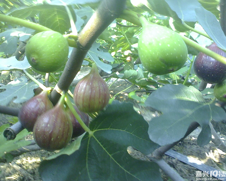 今年的无花果成熟了
