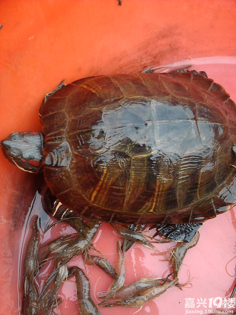 纯野生乌龟