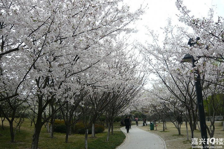 范蠡湖公园的樱花
