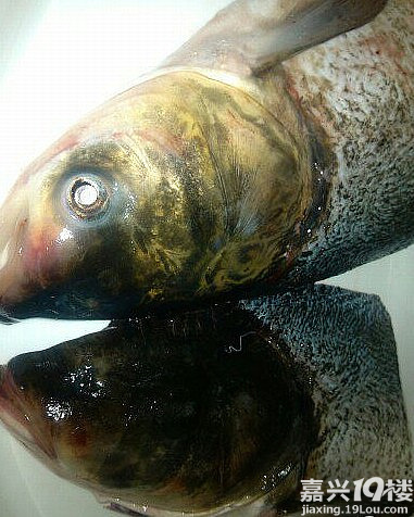 让你们看看什么叫独眼鱼