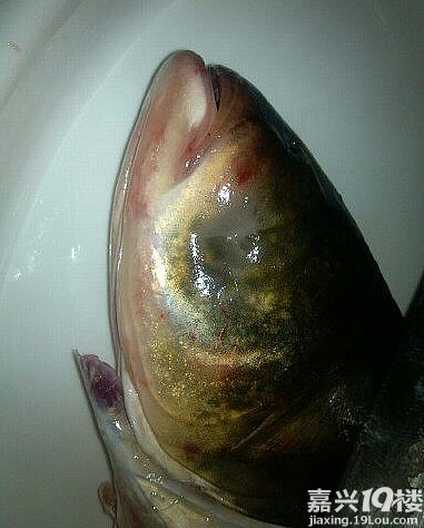 让你们看看什么叫独眼鱼