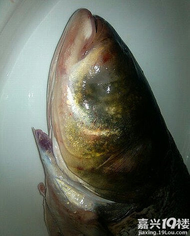 让你们看看什么叫独眼鱼