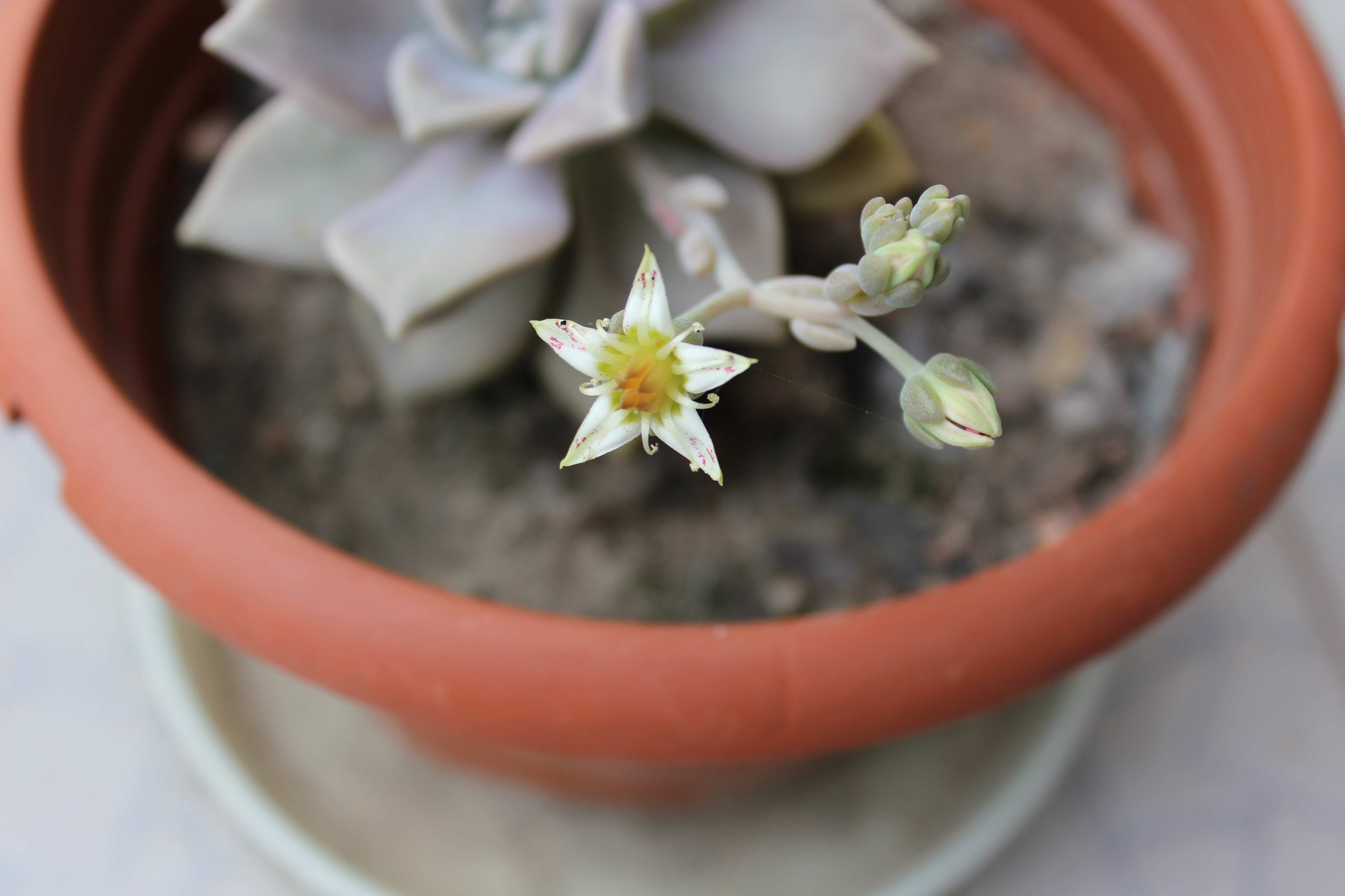 我家的宝石花开花了