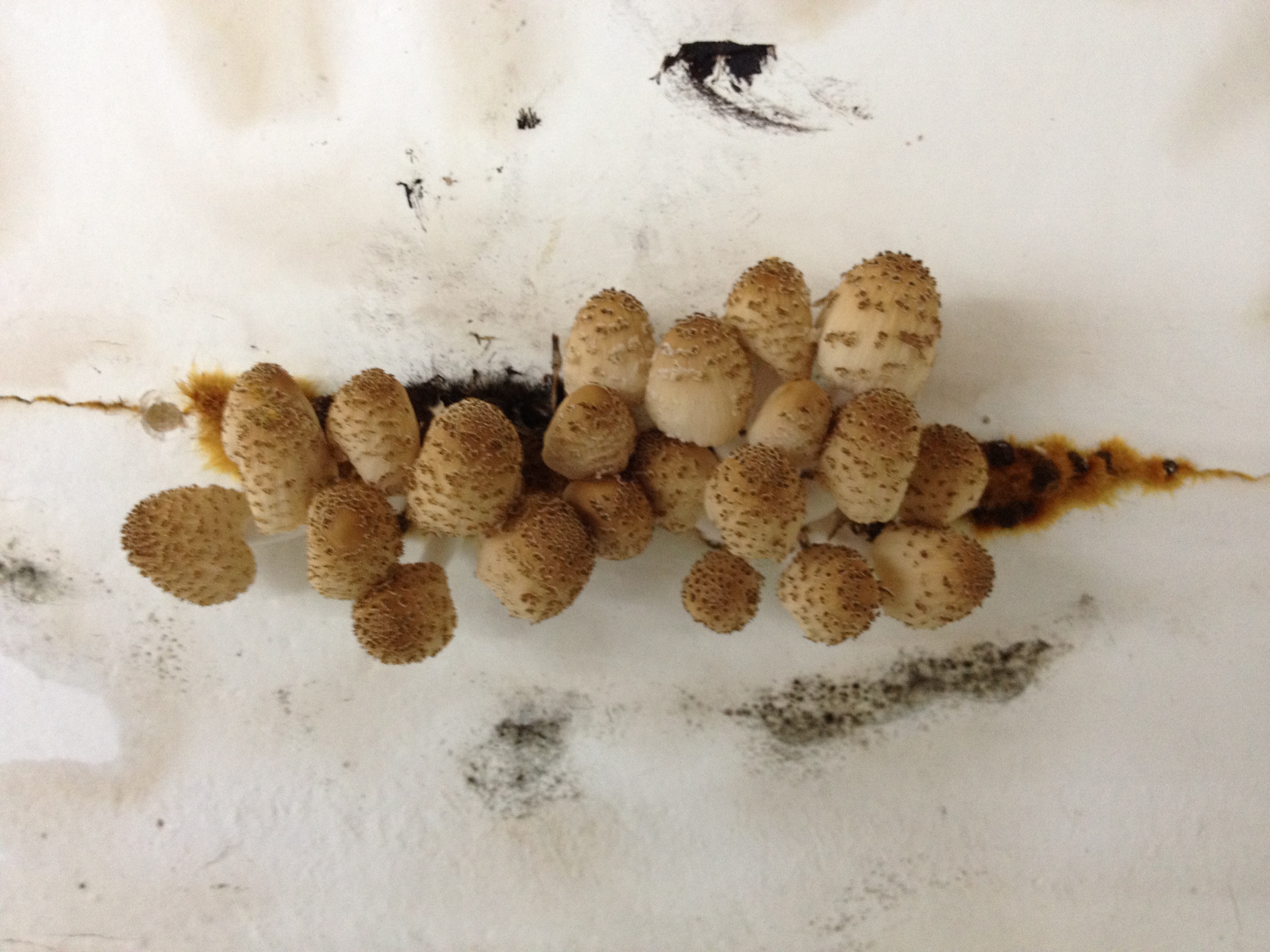 长虫蛋蘑菇图片