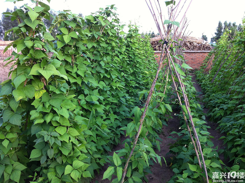 东北农村菜园子