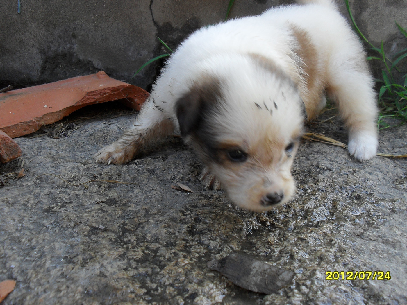 谁说草狗不可爱