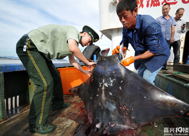 浙江一渔民抓到了一条约为2000斤的魔鬼鱼