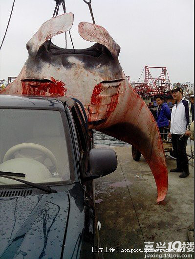 转逆天北海抓到了2000多斤的魔鬼鱼有图有真相