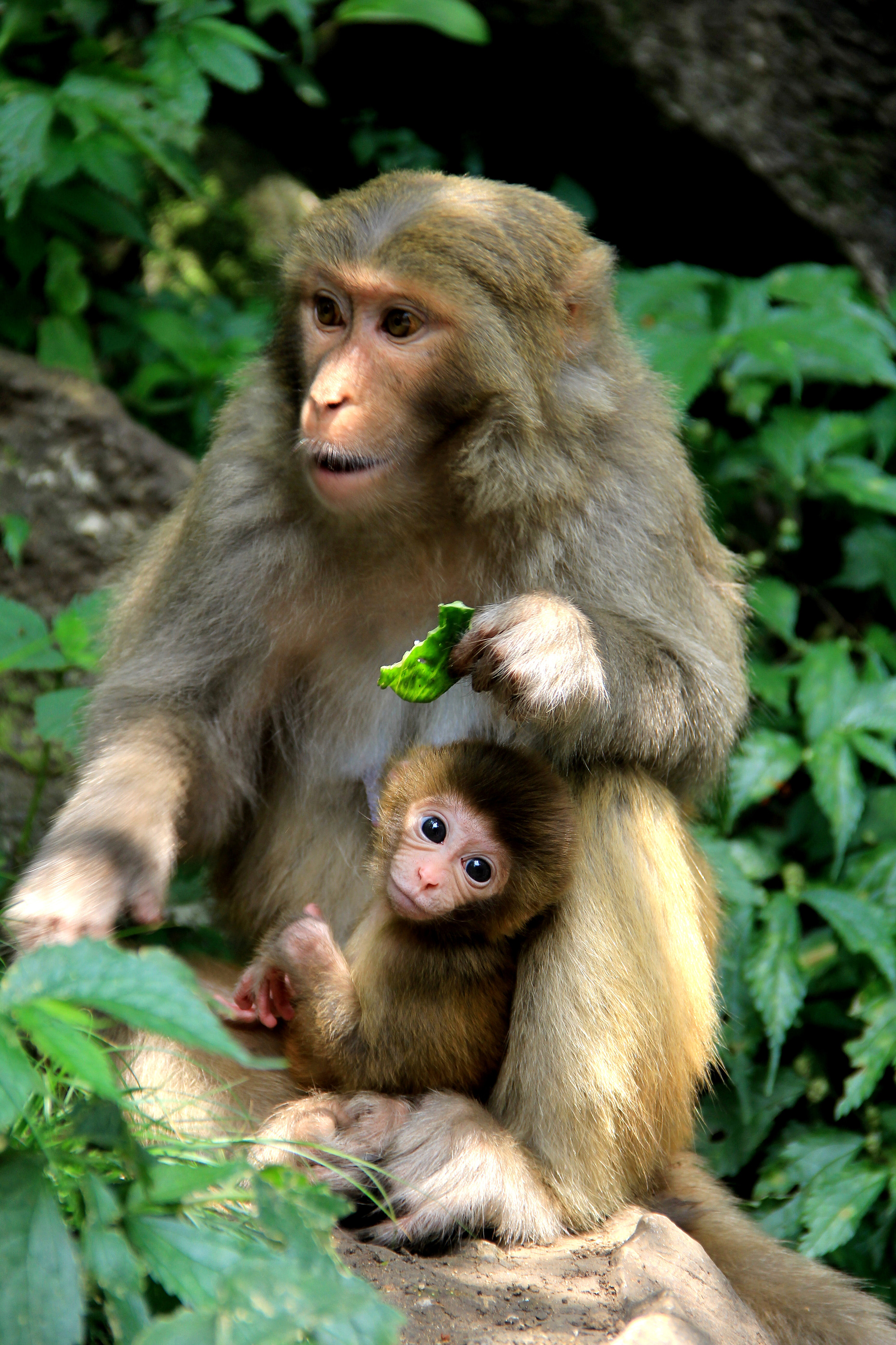 发组贵阳黔灵山公园的猴