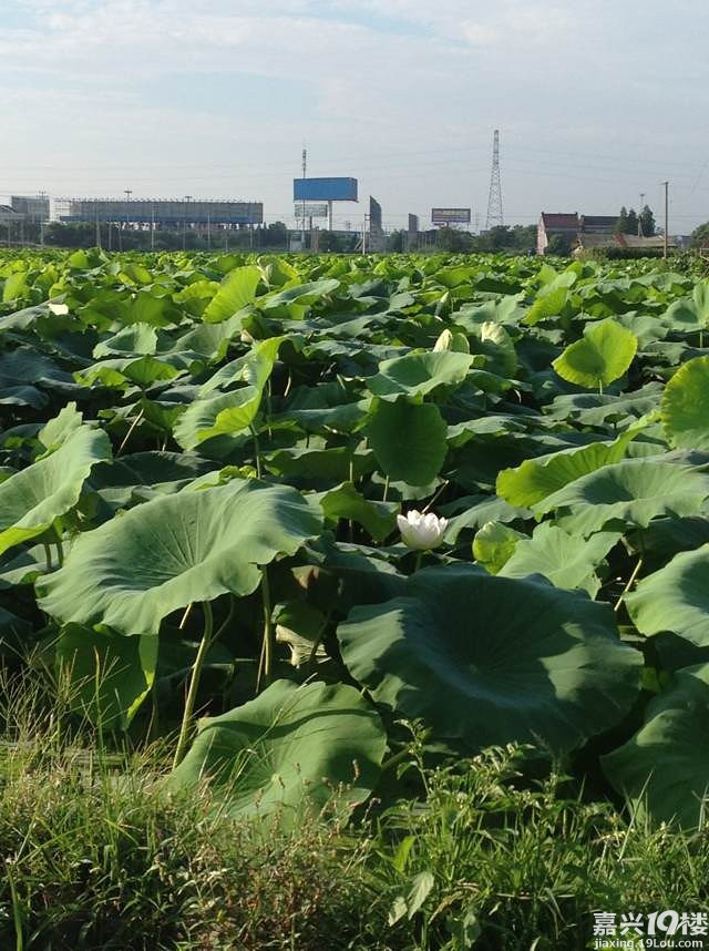 想看荷花的 推荐 王江泾 湿地公园-我也来侃侃-讲空头-嘉兴19楼