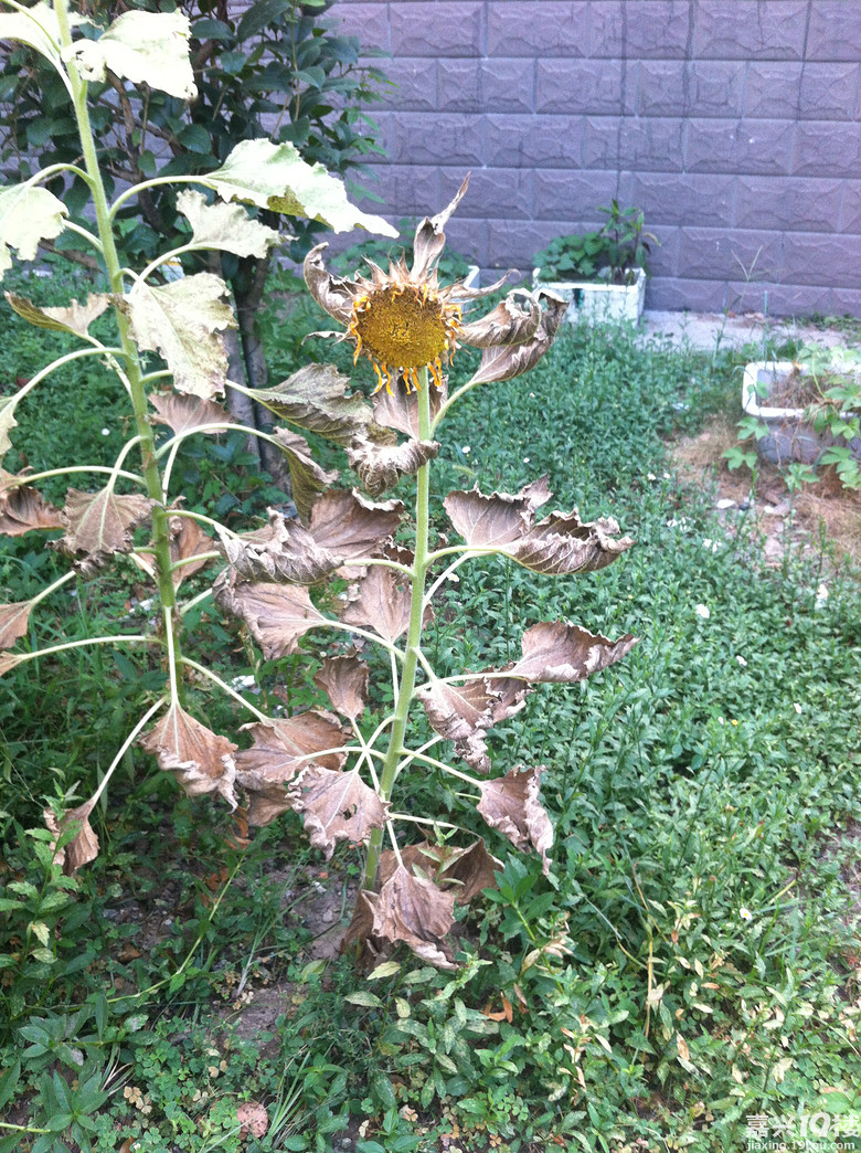 天气太热连向日葵都晒死了