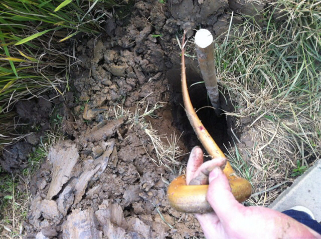 晚饭有黄鳝汤了