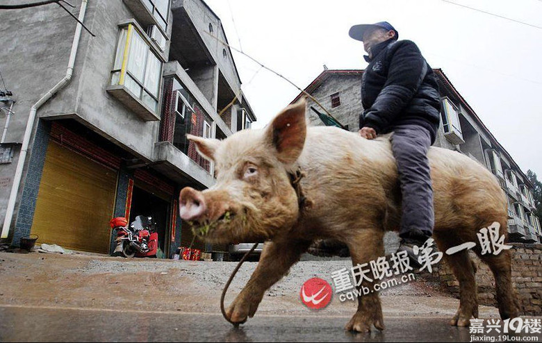 男子骑猪逛街
