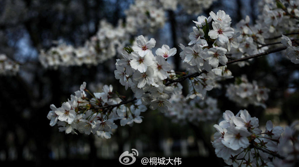 桐乡新世纪公园的樱花开得这么漂亮,你们知道吗!