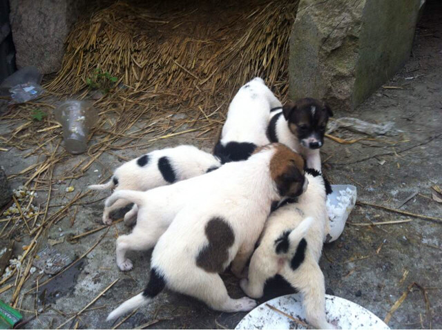 9條小土狗小奶狗求收養