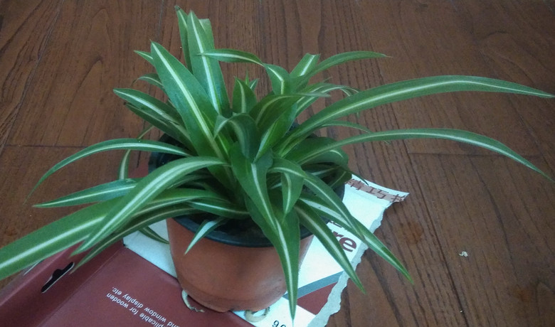 ����ȩ (4).jpg