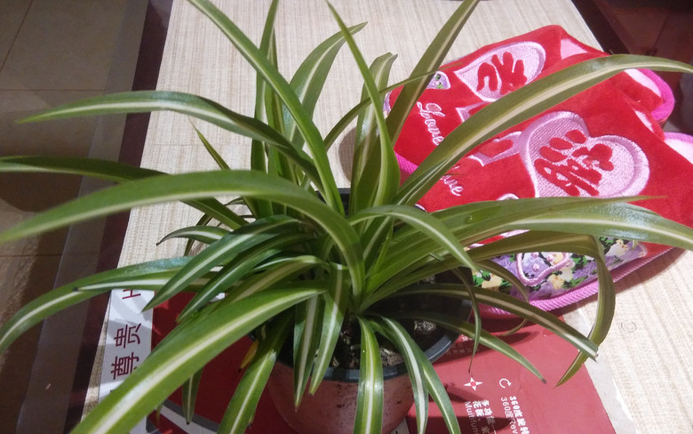 ����ȩ (1).jpg