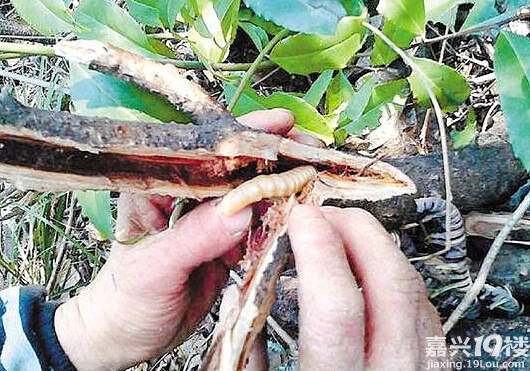 台州澄江端午习俗吃斗米虫吓哭新媳妇