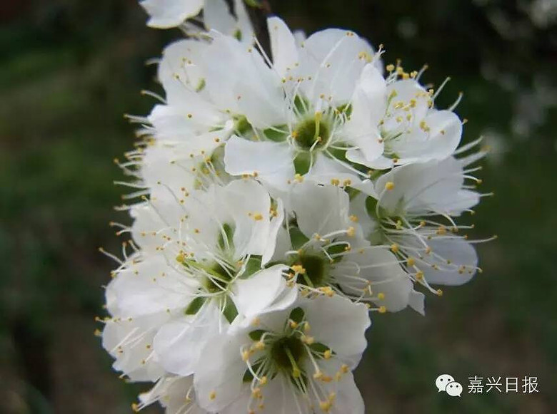 约约约!嘉兴赏花宝典,带你玩转醉美花