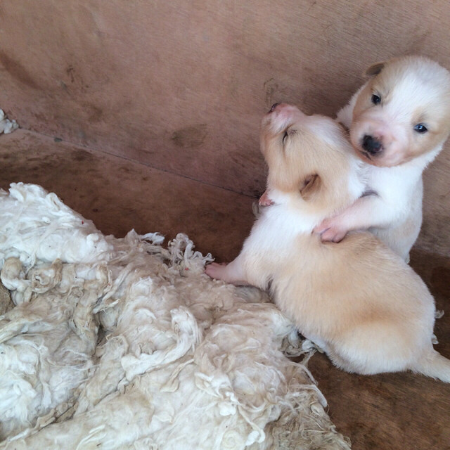 我家黄白边牧找一辈子的铲屎君啦