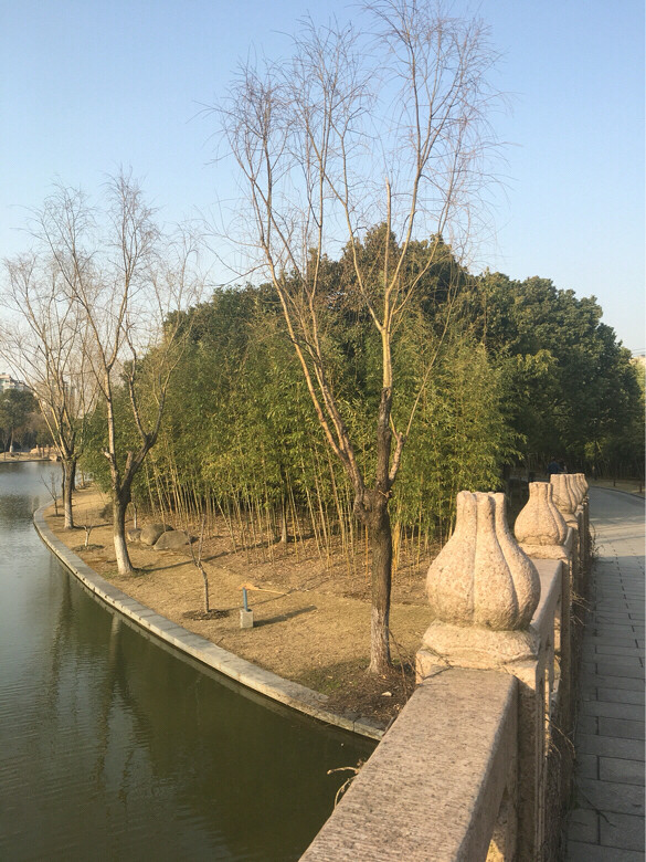 嘉善柳州公园山樱花全开了