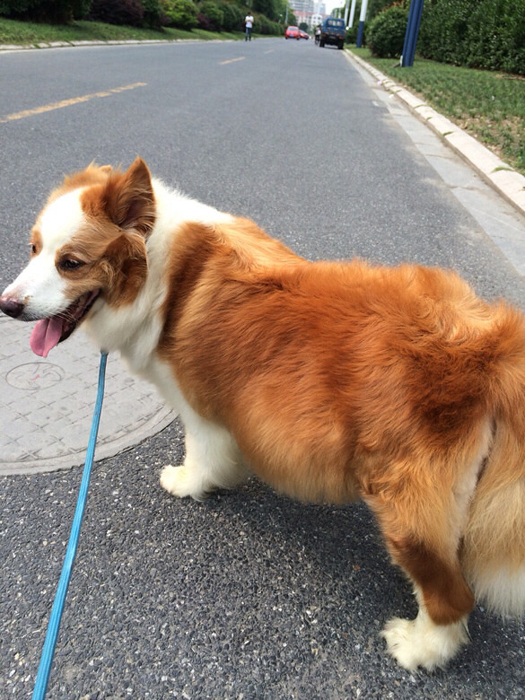 黄金边境牧羊犬狗弟弟寻找主人啦