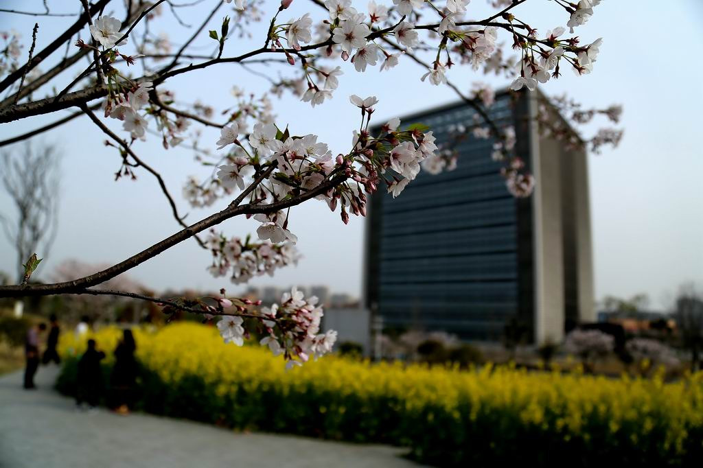 同济大学浙江学院樱花,油菜花美美哒