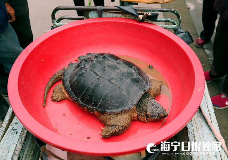 海龟背面呈黑色,背部高低不平,好像一座座小山峰,海龟的头部很大.